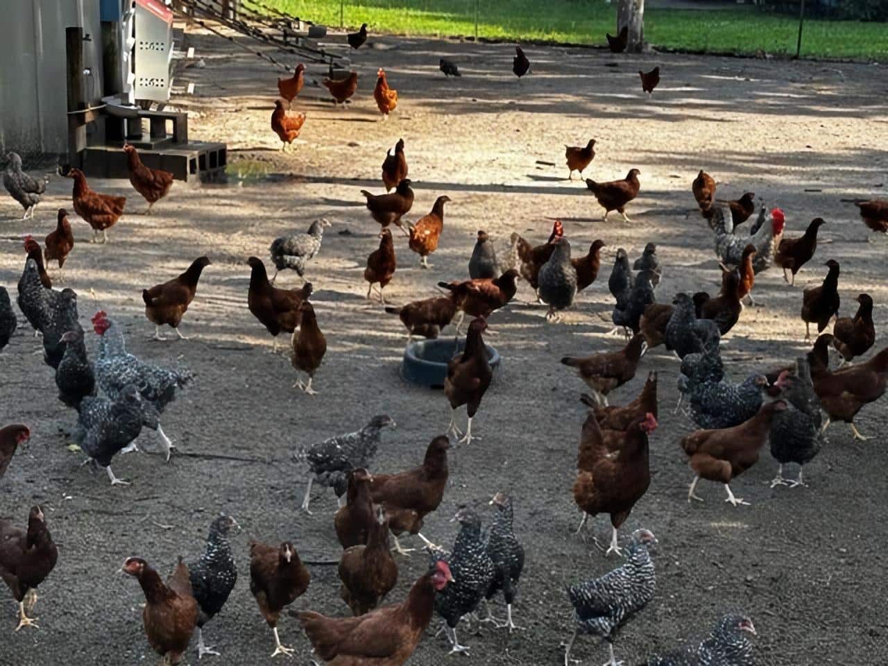 organic free range chickens who produce eggs for freeze drying for emergency relief food